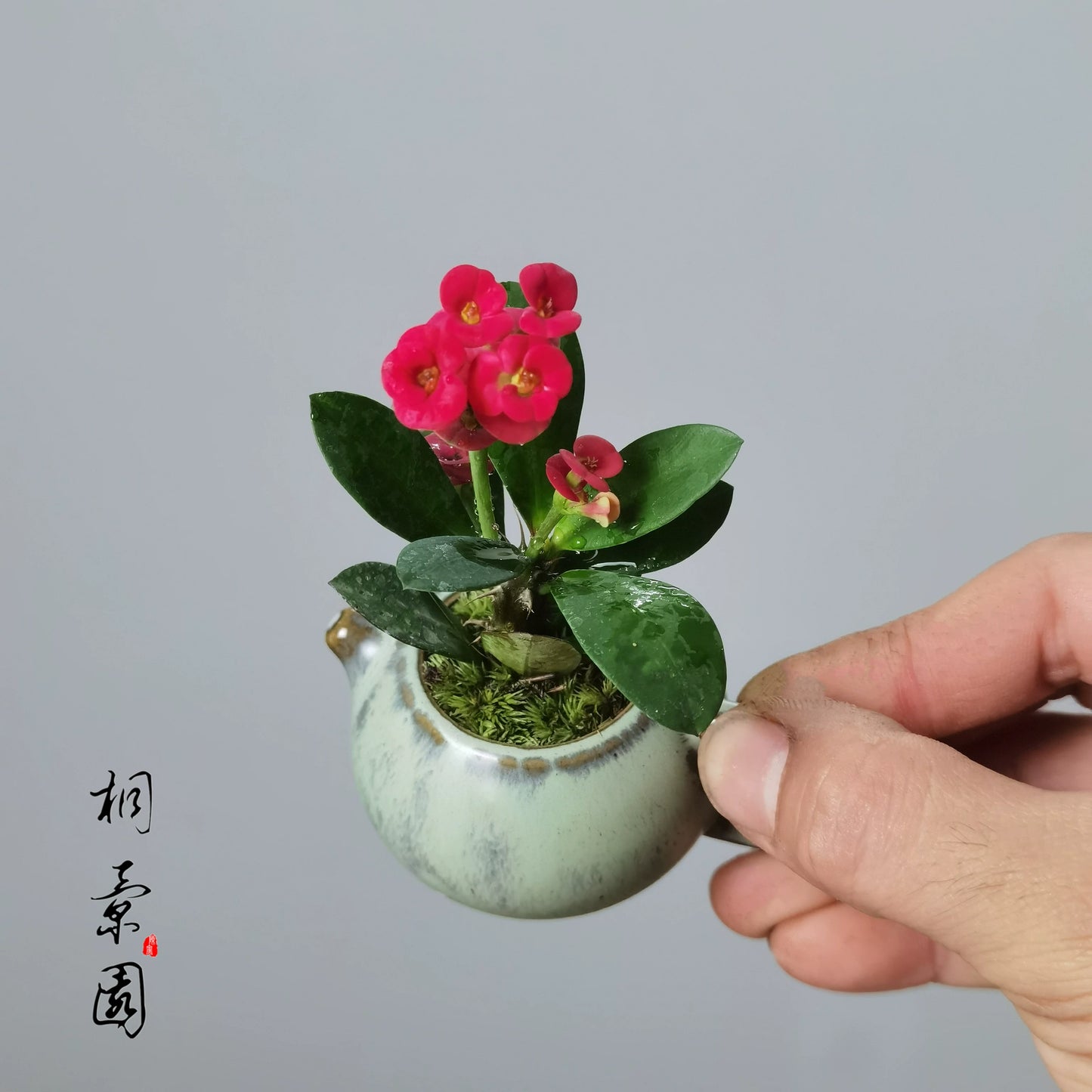 Mini Flower Pot for Tiger Thorn Plum/Mini Indoor Plants