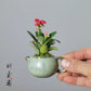 Mini Flower Pot for Tiger Thorn Plum/Mini Indoor Plants