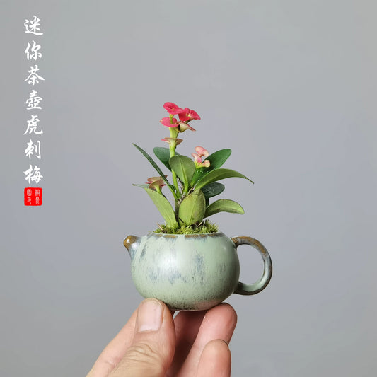 迷你茶壺鐵海棠虎刺梅盆栽室內綠植四季開花辦公陽臺花卉開花植物